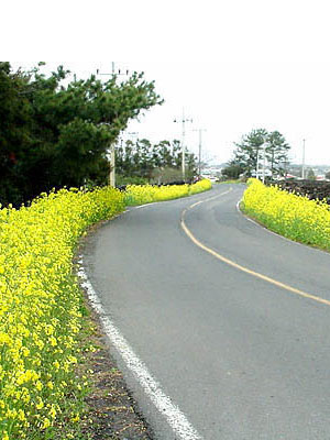 Federal Highway Department Rolling Shelving.